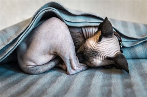 Gatti Senza Pelo Non Solo Sphynx Alla Scoperta Delle Razze Nude