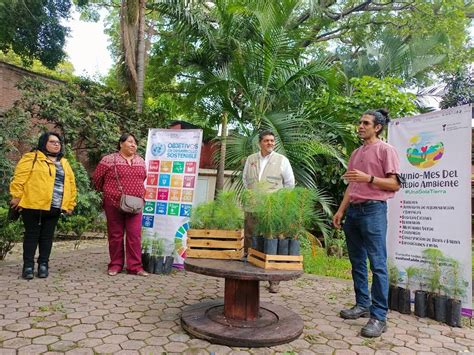 Apoyan Desarrollo Sustentable Y Conafor Plantación Forestal Comercial