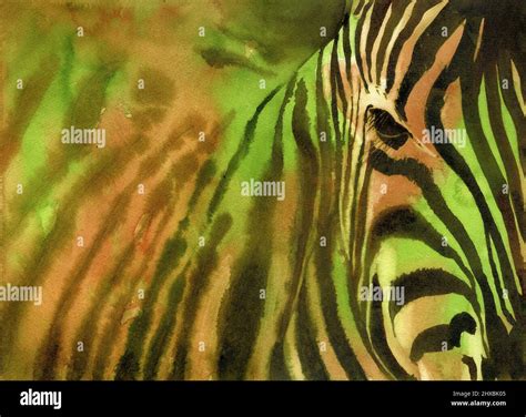 Zebra painting hi-res stock photography and images - Alamy