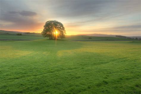 Green Tree In Grass Field During Daytime Hd Wallpaper Wallpaper Flare