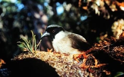 Especies De Aves Que Ya Est N Extintas O Pr Cticamente Extintas