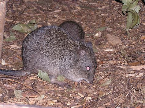 Potorous Tridactylus Long Nosed Potoroo In Healesville Sanctuary