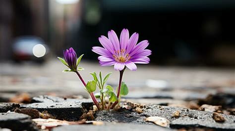 Flower With Roots Stock Photos Images And Backgrounds For Free Download