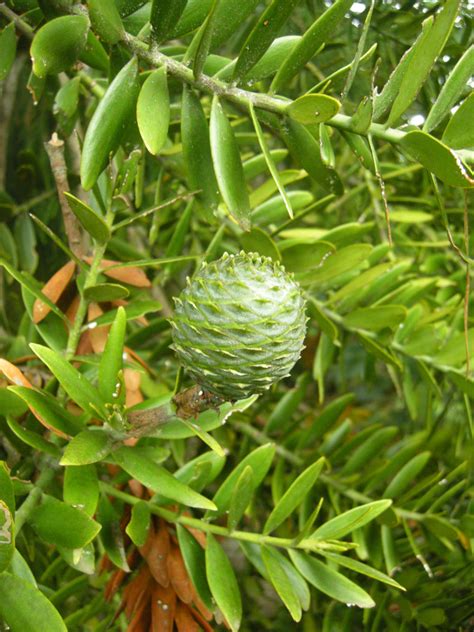 Agathis Australis • New Zealand Plant Conservation Network