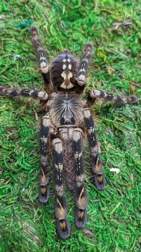 01 Poecilotheria Subfusca Highland Rtarantulas