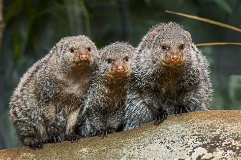 Banded Mongoose 2016 By Clyde E Nishimura Original From Smithsonian