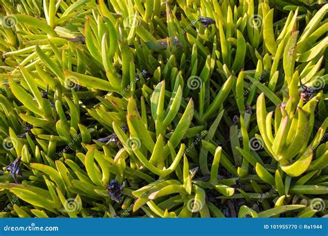 Green Grass of Cyprus. Close-up Stock Photo - Image of road, plants: 101955770