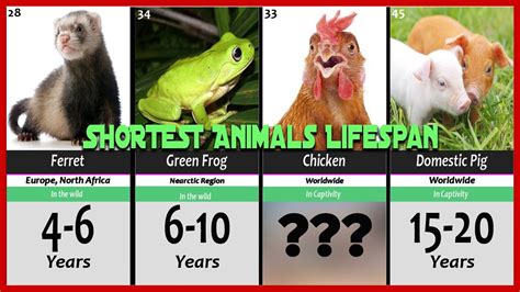 Comparison Animals With Shortest Lifespan 🕑 🐈 Youtube