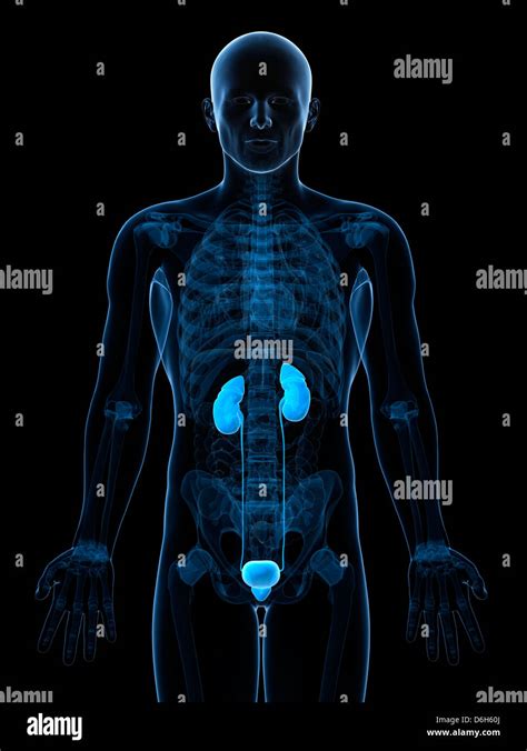 Male Urinary System Artwork Stock Photo Alamy