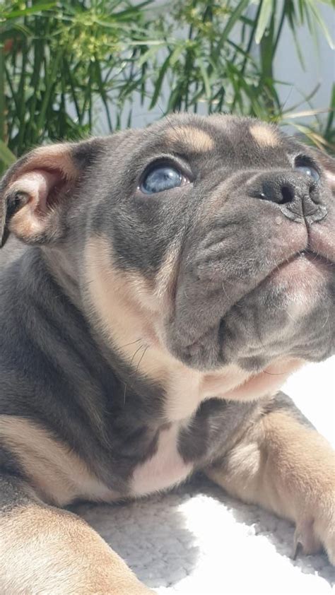 American Bully Pocket Riachos OLX Portugal