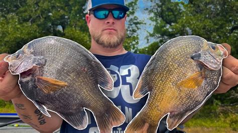 TROPHY BLUEGILL Fishing With LIVE CRICKETS MONSTER TEXAS BLUEGILL