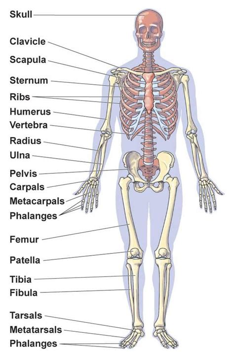 The Skeletal System Worksheet Ame My Id