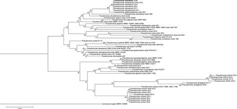 Phylogenetic Tree Constructed Using 16s Rrna Gene Sequences Showing The