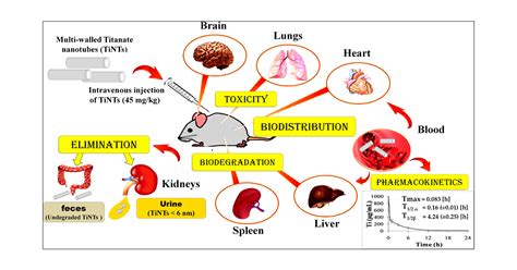 Assessment Of Pharmacokinetics Toxicity And Biodistribution Of A High