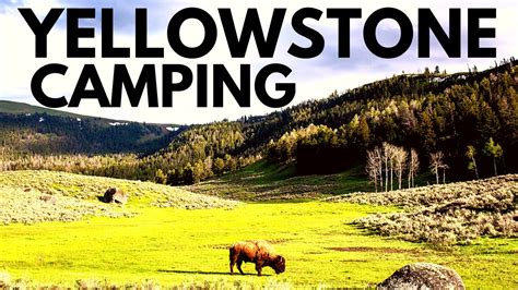 Which Campground Is Best In Yellowstone Top Picks Revealed