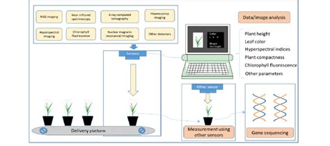 Schematic Overview Of High Throughput Phenotyping Used In Gwas Studies