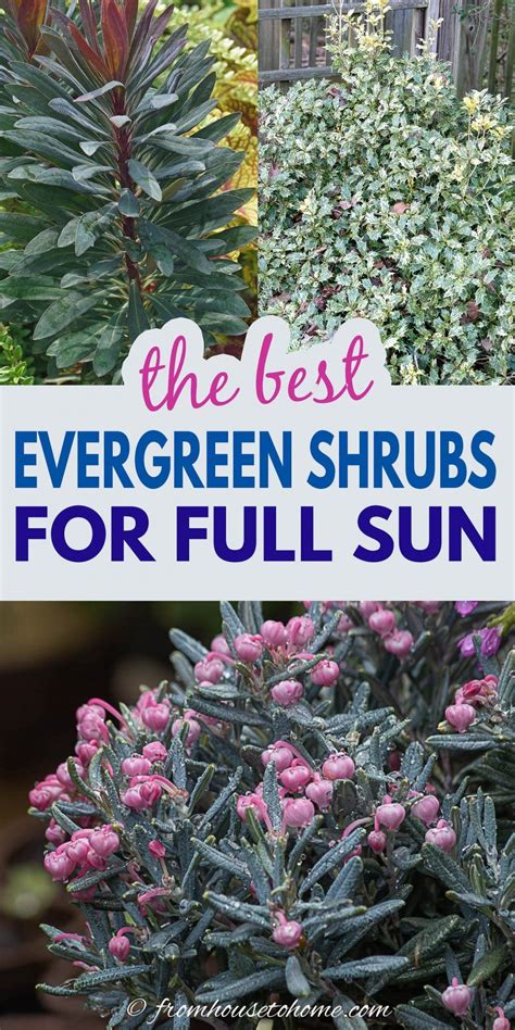 Evergreen Shrubs For Full Sun The Best Bushes For Year Round Interest