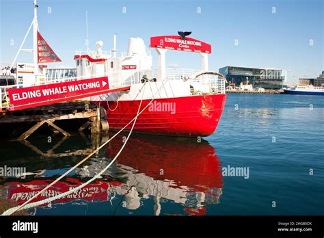 Whale Watching From Harbour Iceland Reykjavik Stock Photo Alamy