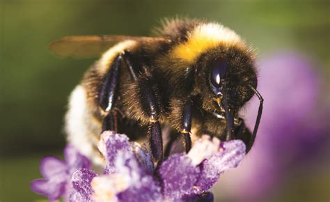 On les aime nos abeilles — encore plus lorsqu'elles sont sauvages!