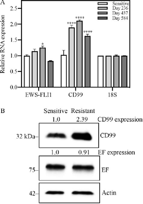 Figure 3 From Development Of An Ewing Sarcoma Cell Line With Resistance