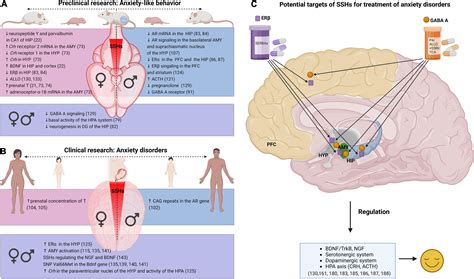 Frontiers Molecular Actions Of Sex Hormones In The Brain And Their