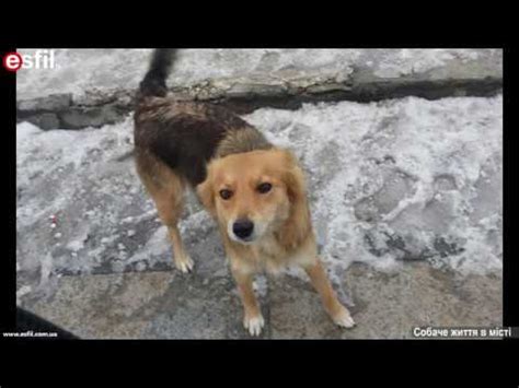 Собаче життя в місті - YouTube