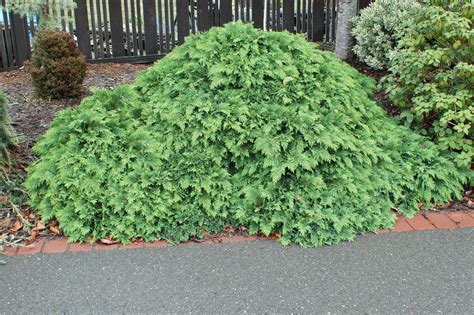 Nidiformis – Singing Tree Gardens Nursery