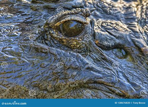 Eye Of The Gator Stock Photo Image Of Scales Detail 138676828