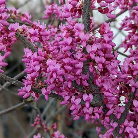 Cercis Canadensis Eastern Redbud American Beauties Native Plants