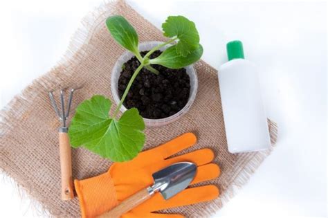 Плесень на рассаде: почему грунт заплесневел и как это исправить | На ...