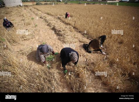 Khan Younis, The Gaza Strip, Palestine. 29th Apr, 2019. Farmers east of ...