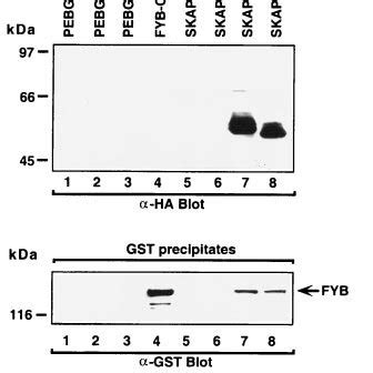 Skap And Skap R Bind To Fyb In Vivo Top Skap And Skap R Bind