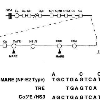 Structure Of Mouse IgH Locus A Schematic Representation Of Mouse