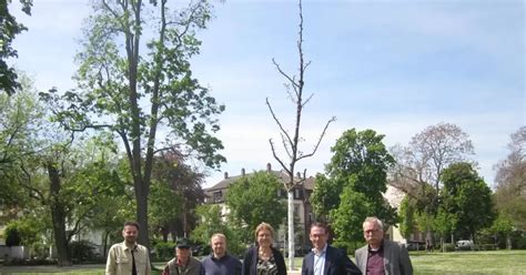 228 Jungbäume Quer Durch Die Stadt Gesetzt Ludwigshafen Die Rheinpfalz