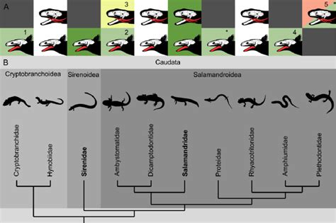 Phylogeny Of The Food Processing Ontogeny In Salamanders A Model Of