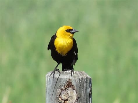 35 Birds With Yellow Breasts Picture And Id Guide Bird Advisors