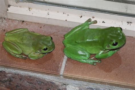 Litoria Caerulea Common Green Tree Frog Male And Female A Photo