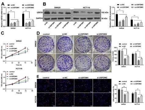 Silencing USP29 Hampers Malignant Proliferation Of CRC Cells SW620 And