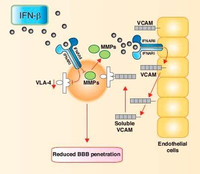 Interferon Beta and Multiple Sclerosis | PBL Assay Science