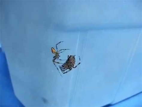 Spiders Having Sex Hey There Delihla YouTube