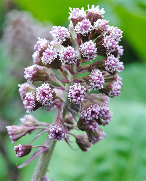 Petasites hybridus | Blommor, Trädgård, Fruktträd