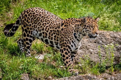 Jaguar | Animal Kingdom