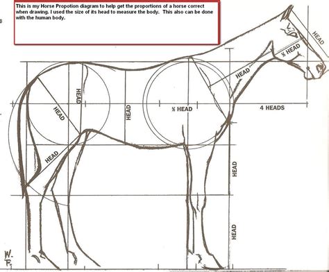 Horse Proportions Horse Drawings Animal Drawings Horse Sketch