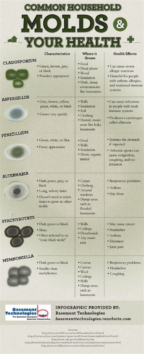 Common Household Molds {infographic} Best Infographics