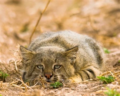 Pampas Cat Facts Diet Habitat And Pictures On Animaliabio