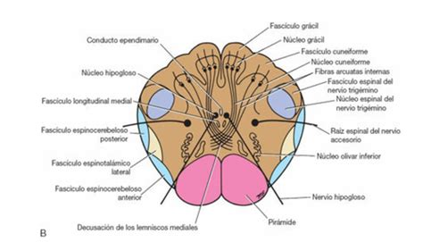 Neuroanatomia Quizlet