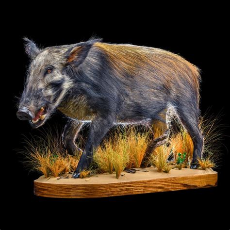 Best BUSHPIG Taxidermy South Africa | BUSHPIG Trophy Quote