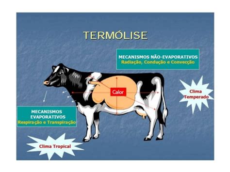 Aula 4 Bioclimatologia Animal Ecologia Animal