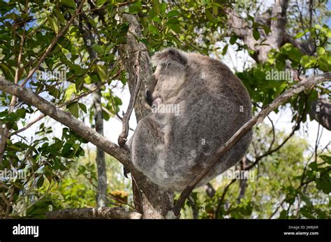 Magnetic Island Forts Hi Res Stock Photography And Images Alamy