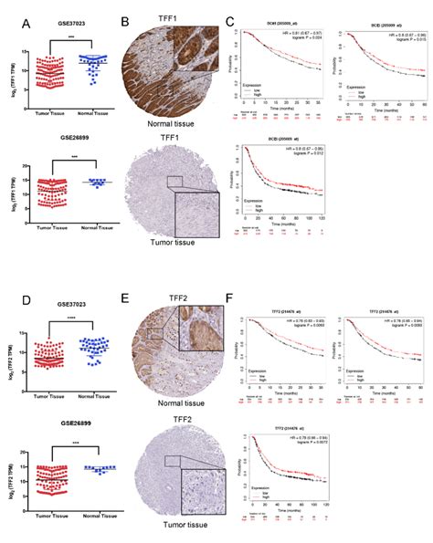 Tffs Could Potentially Act As The Suppressor Genes In Gastric Cancer